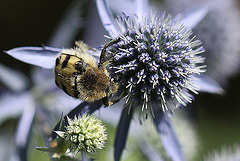 20100715 6591Mw [D~LIP] Pinselkäfer, Bad Salzuflen