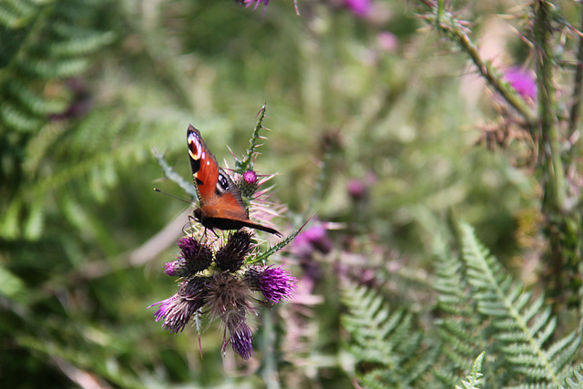 Peacock Butterfly