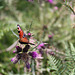 Peacock Butterfly