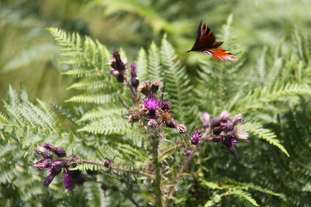 Peacock Butterfly in flight