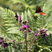 Peacock Butterfly in flight