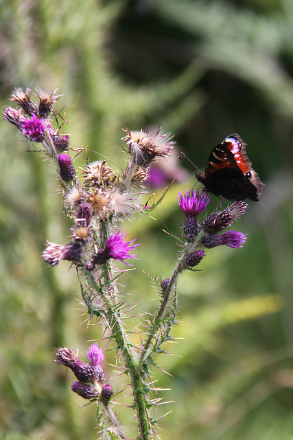 Peacock Butterfly