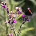 Peacock Butterfly