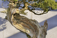 Bonsai California Juniper – National Arboretum, Washington DC