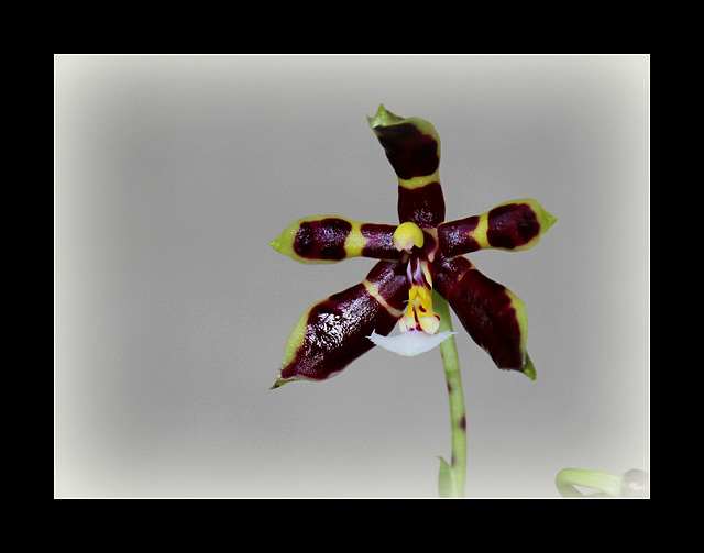 Phalaenopsis mannii Black