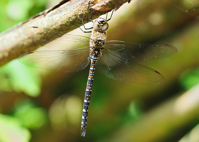 Dragonfly 4