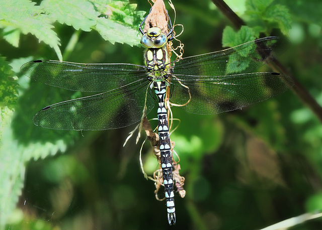 Dragonfly 3