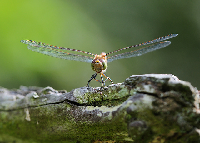 Dragonfly 1