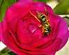 Camellia Surfing – National Arboretum, Washington DC