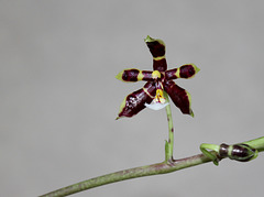 Phalaenopsis mannii Black (2)