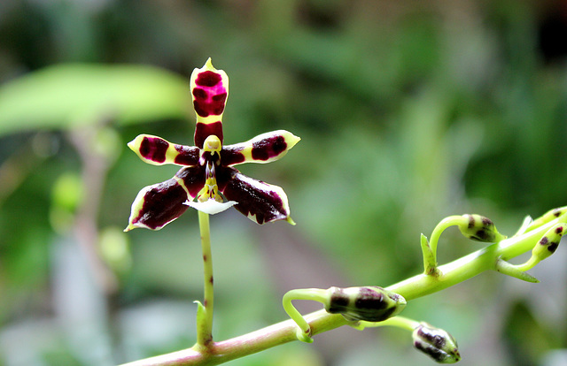 Phalaenopsis mannii Black (4)