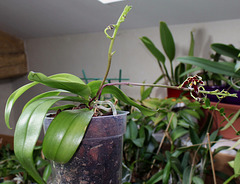 Phalaenopsis mannii Black (3)