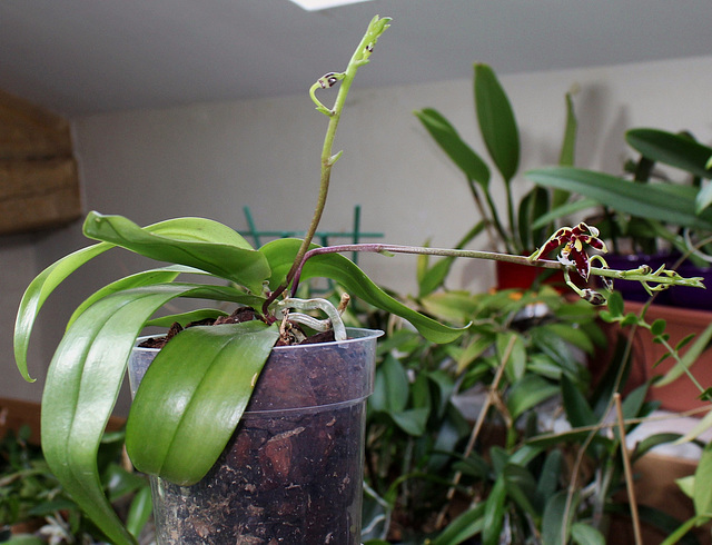 Phalaenopsis mannii Black (3)