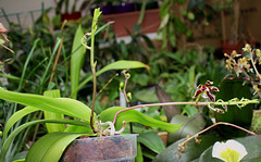 Phalaenopsis mannii Black (5)