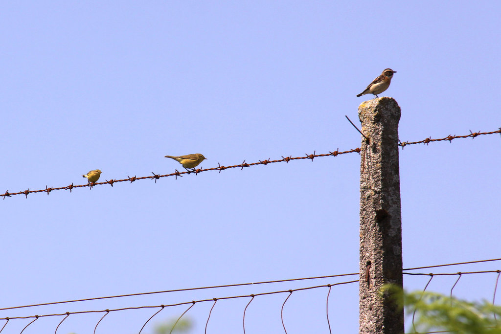 Yellow Hammers