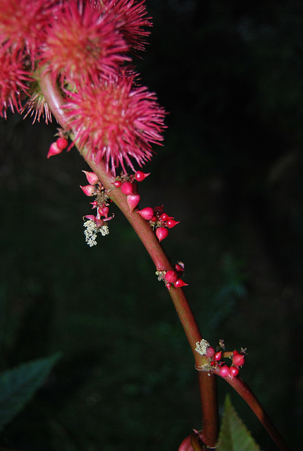 Fleurs de Ricin