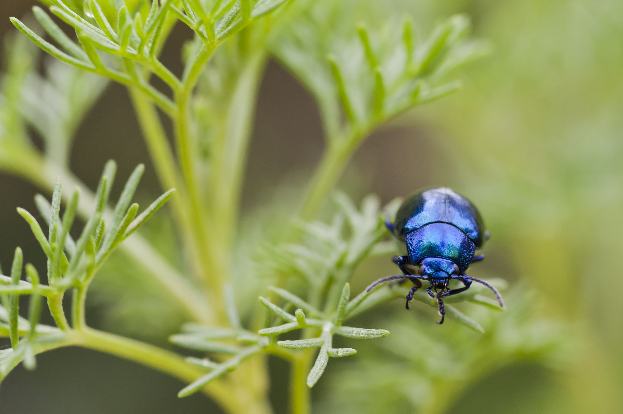 Blue metallic bug