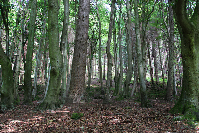 Woodland