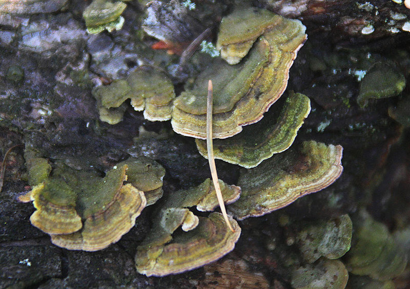 20101020 8586Aw [D~GT] Baum-Pilze, Emsquellen, Schloss Holte-Stukenbrock