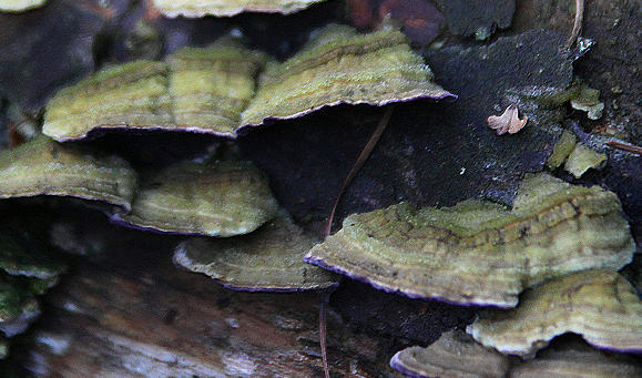 20101020 8584Aw [D~GT] Baum-Pilze, Emsquellen, Schloss Holte-Stukenbrock