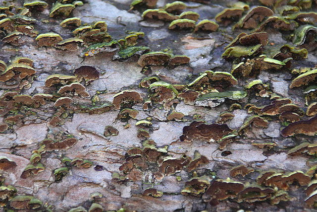 20101020 8583Aw [D~GT] Baum-Pilze, Emsquellen, Schloss Holte-Stukenbrock