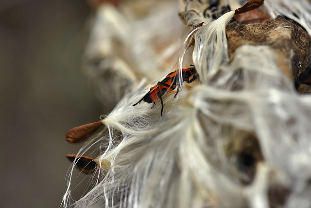 A Very Cold Milkweed Bug – Brookside Gardens