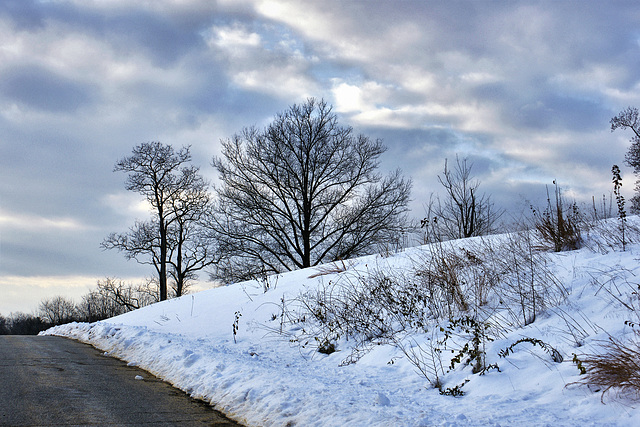 The National Arboretum Under Snow – Washington DC