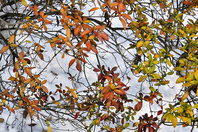 Falling on Winter – National Arboretum, Washington DC