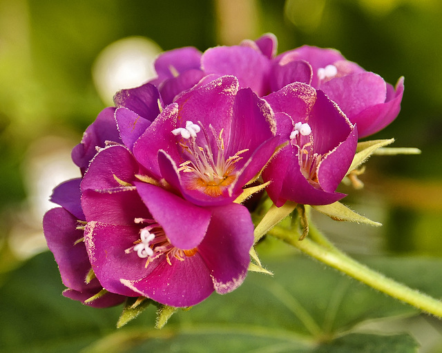 Pink Balls – Brookside Gardens