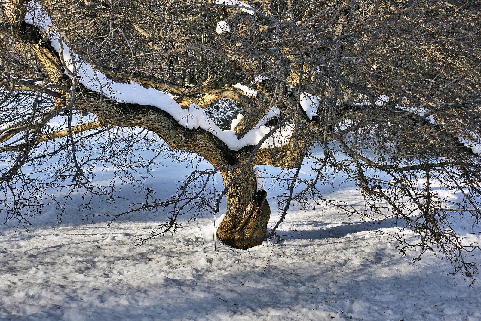 Hung With Snow Along the Bough – National Arboretum, Washington DC