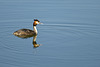 Great Crested Grebe