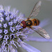 20100716 6666Mw [D~LIP] Hainschwebfliege (Episyphus balteatus), [Wander-, Winterschwebfliege], Bad Salzuflen