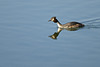 Great Crested Grebe