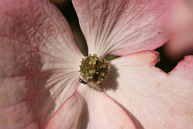 20100617 5952Mw [D~LIP] Ameise, Japanischer Hartriegel, Bad Salzuflen