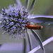 20100716 6667Mw [D~LIP] Weichkäfer (Rhagonycha fulva), Bad Salzuflen