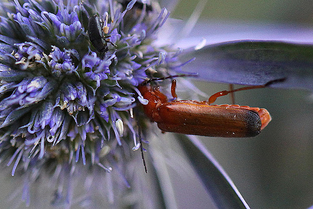 20100716 6668Mw [D~LIP] Weichkäfer (Rhagonycha fulva), Bad Salzuflen