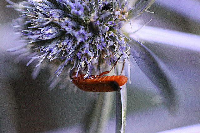 20100716 6670Mw [D~LIP] Weichkäfer (Rhagonycha fulva), Bad Salzuflen