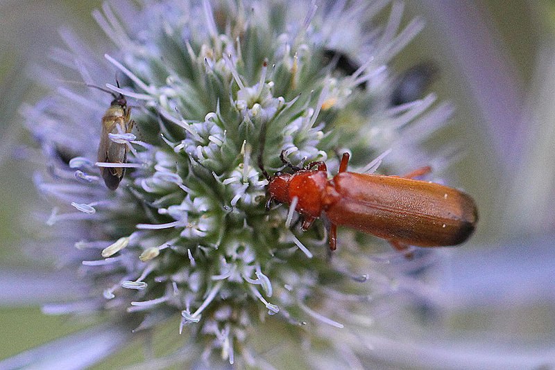 20100716 6675Mw [D~LIP] Grüne Distelwanze (Calocoris affinis), Weichkäfer (Rhagonicha fulva), Bad Salzuflen