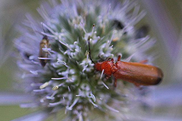 20100716 6676Mw [D~LIP] Weichkäfer (Rhagonycha fulva), Bad Salzuflen