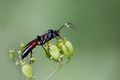 Ichneumon