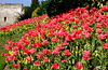 Guildford Castle Gardens Spring X-E1 4