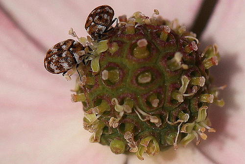 20100617 5927Mw [D~LIP] Wollkraut-Blütenkäfer, Bad Salzuflen