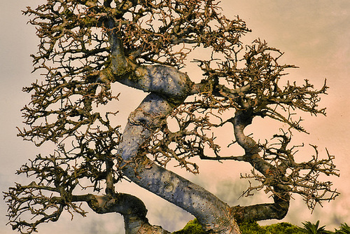 Reaching Beyond Winter – National Arboretum, Washington DC