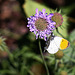 20100617 5931Mw [D~LIP] Aurorafalter (Anthocharis cardamines), Bad Salzuflen