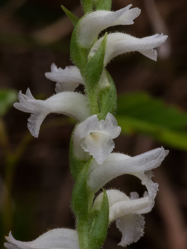 Spiranthes cernua (Nodding Ladies'-tresses orchid)