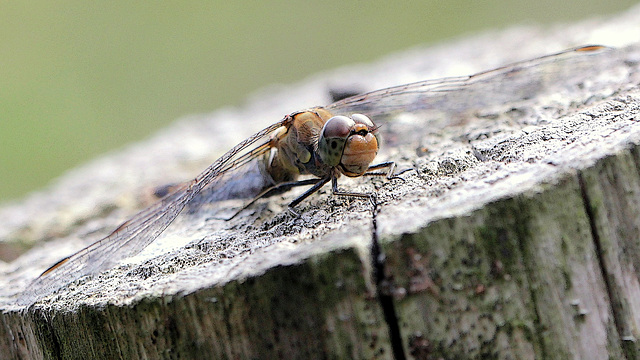 Sympetrum...le repos