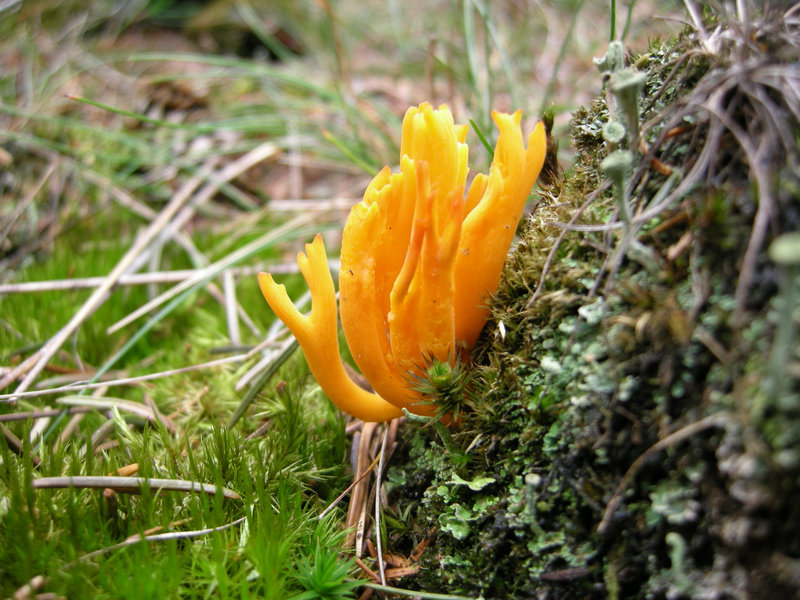 Pilz...klebriger Hörnling