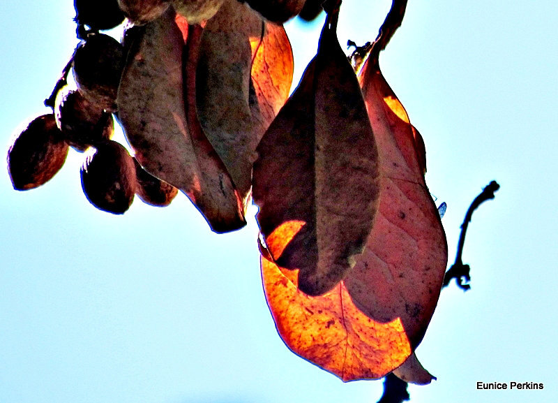 Leaf and Cones