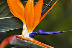 Bird of Paradise – Brookside Gardens