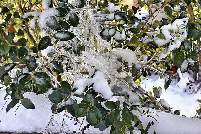 After the Snow Storm – Greenbelt, Maryland